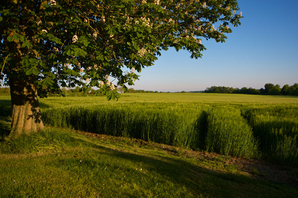 Longevity Four Night Retreat Suffolk - August 21st to August 25th 2026